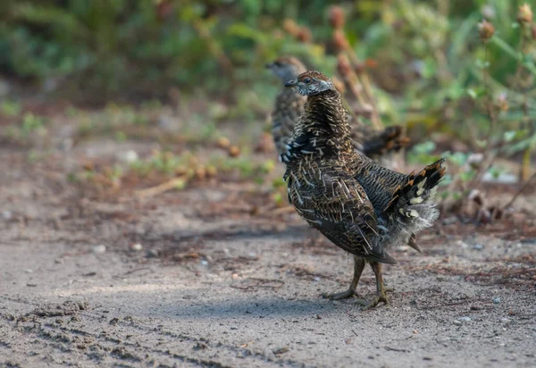 Gros Plan Tétras Dans Nature Sauvage Canada — Photo