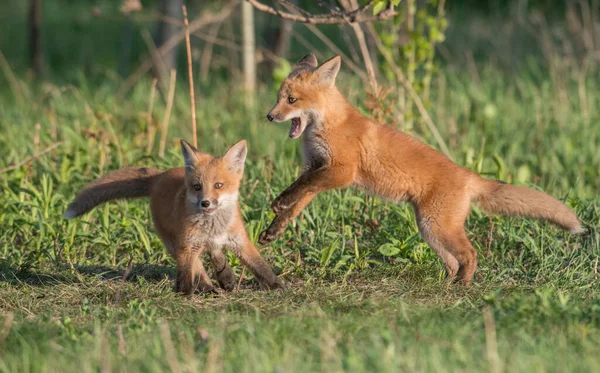 Schattige Rode Vossen Samen Gevangen Park — Stockfoto