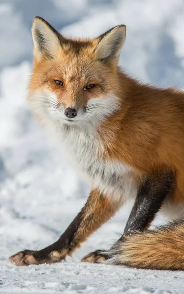 Renard Roux Dans Nature — Photo