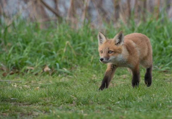 Vue Rapprochée Renard Roux Mignon Nature Sauvage — Photo