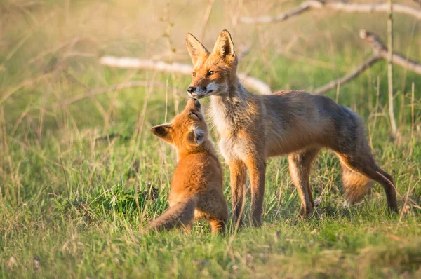 Carino Volpi Rosse Insieme Catturati Parco — Foto Stock