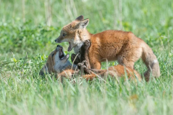 Carino Volpi Rosse Insieme Catturati Parco — Foto Stock