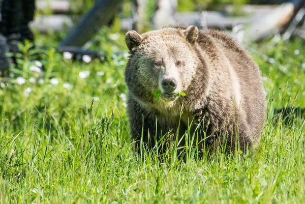 Grizzli Dans Nature — Photo