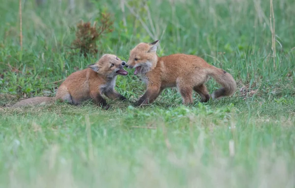 Raposas Vermelhas Bonitos Juntos Natureza — Fotografia de Stock