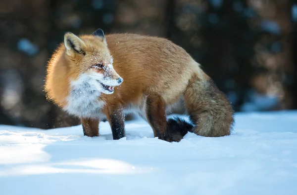 野生の赤狐 — ストック写真