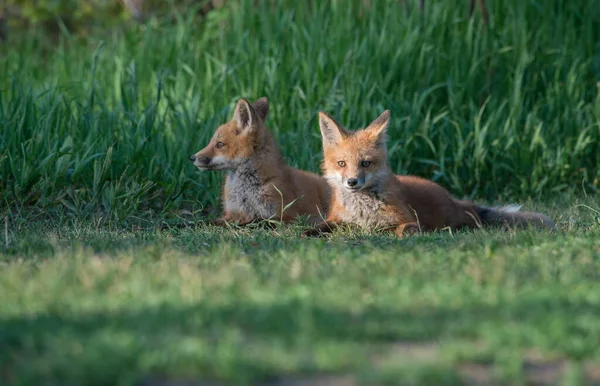 Χαριτωμένο Κόκκινες Αλεπούδες Μαζί Στη Φύση — Φωτογραφία Αρχείου