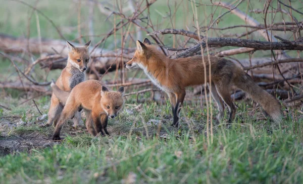 Schattige Rode Vossen Samen Gevangen Park — Stockfoto