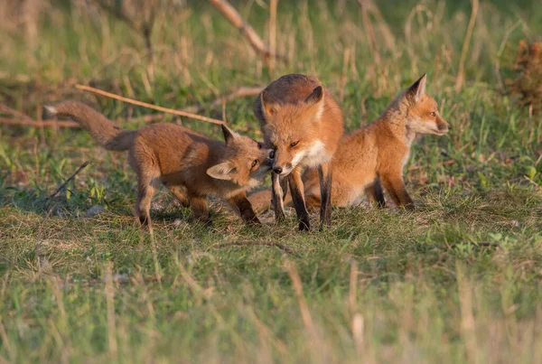 公園で一緒に捕獲されたかわいい赤いキツネ — ストック写真