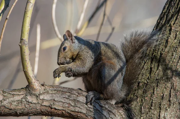 Grey Squirrel Downtown Toronto — Stock Photo, Image