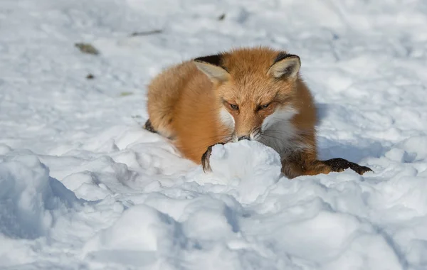 Rode Vos Het Wild — Stockfoto