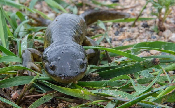Salamander Ridning Mountain National Park — Stockfoto