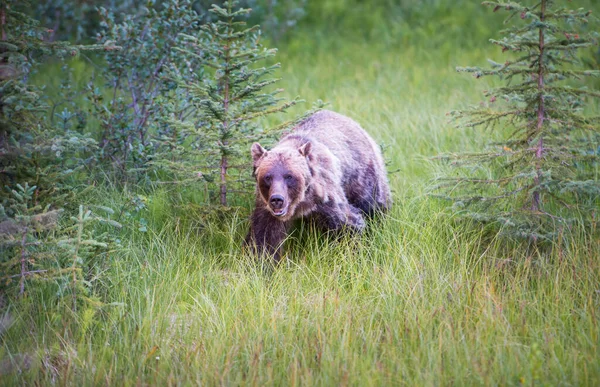 Grizzlybjörn Det Vilda — Stockfoto