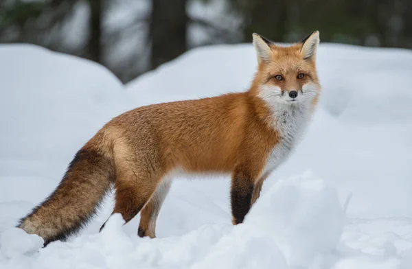 Renard Roux Dans Nature — Photo