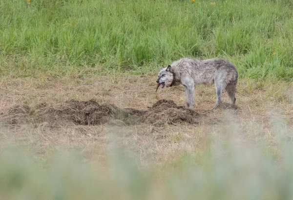 Grijze Wolf Wilde Natuur — Stockfoto