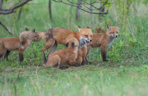 Carino Volpi Rosse Insieme Catturati Parco — Foto Stock