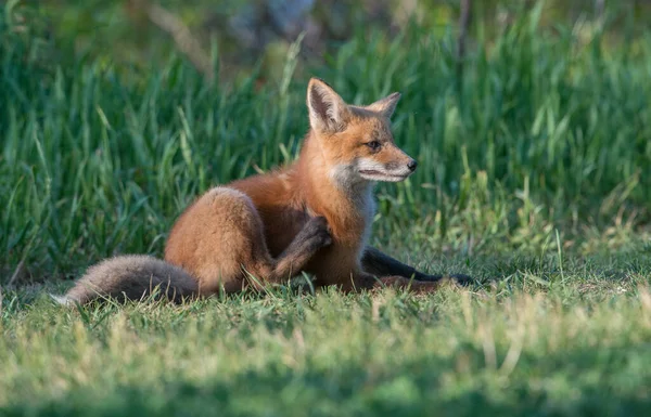 Carino Volpi Rosse Erba Natura Selvaggia — Foto Stock