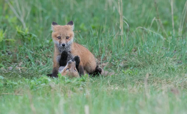 Schattige Rode Vossen Samen Gevangen Park — Stockfoto