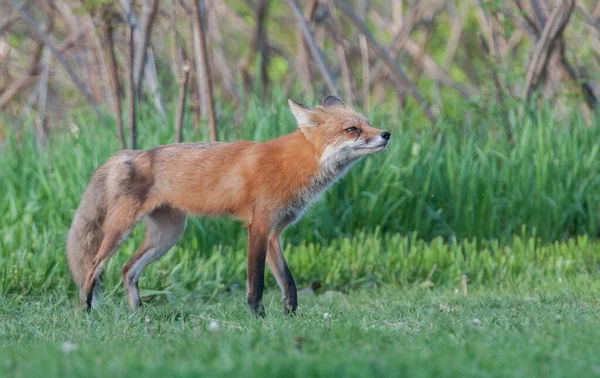 公園での美しい赤狐の風景 — ストック写真