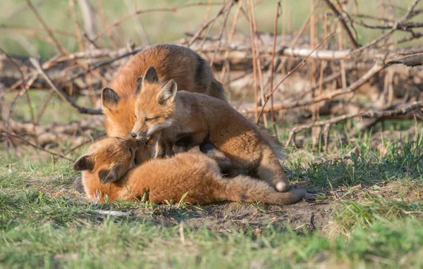 Carino Volpi Rosse Insieme Natura — Foto Stock