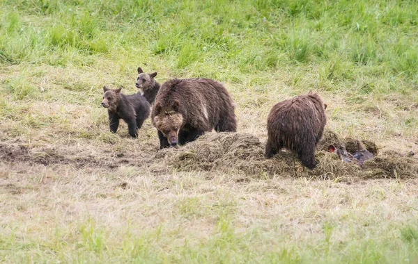 Niedźwiedź Grizzly Dziczy — Zdjęcie stockowe