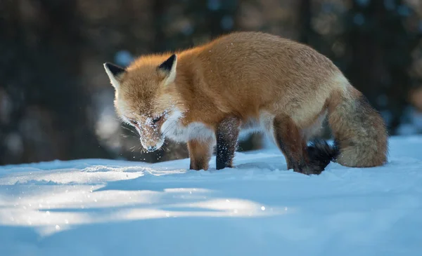 Rotfuchs Freier Wildbahn — Stockfoto