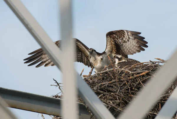 Osprey Divočině — Stock fotografie