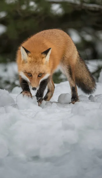 Rode Vos Het Wild — Stockfoto