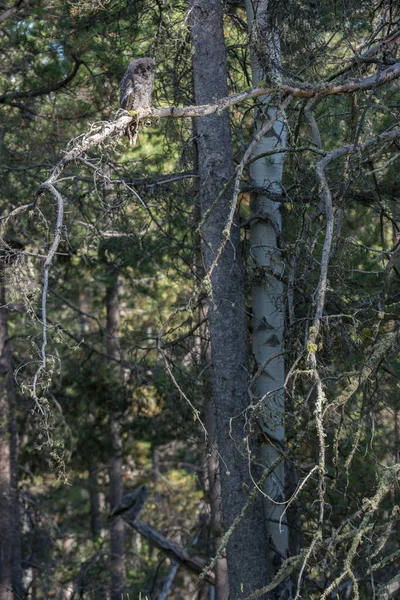 Grande Coruja Cinza Natureza Selvagem Alberta Canadá — Fotografia de Stock