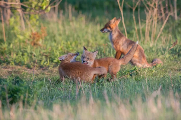 Carino Volpi Rosse Insieme Catturati Parco — Foto Stock