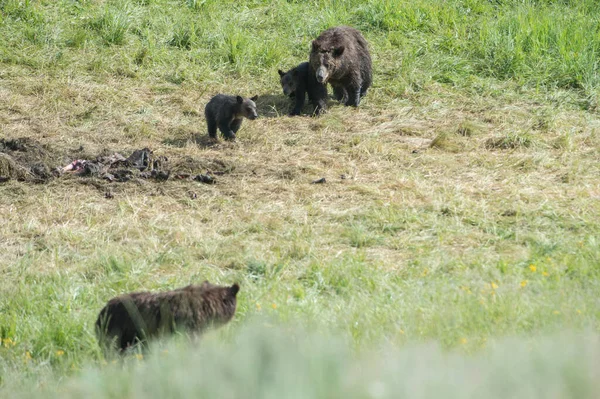 Orso Grizzly Natura — Foto Stock