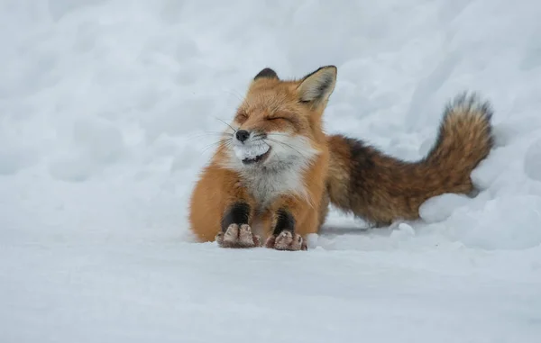 Renard Roux Dans Nature — Photo