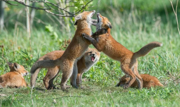Χαριτωμένο Κόκκινες Αλεπούδες Μαζί Συλλαμβάνονται Στο Πάρκο — Φωτογραφία Αρχείου