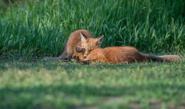 Rode Vos Het Wild — Stockfoto