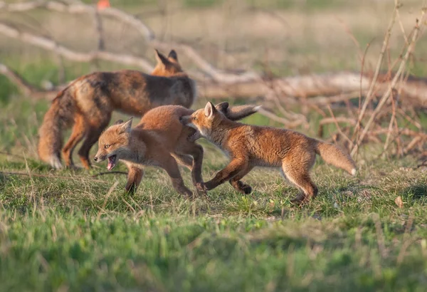 公園で一緒に捕獲されたかわいい赤いキツネ — ストック写真