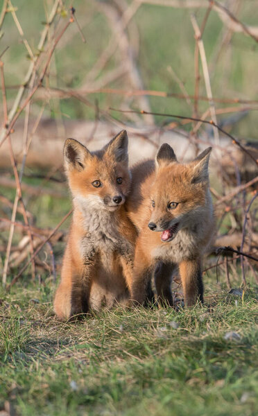 cute red foxes together captured at park