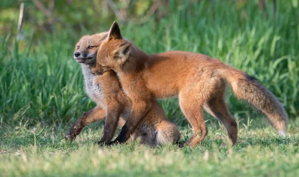 自然の中で一緒にかわいい赤狐 — ストック写真