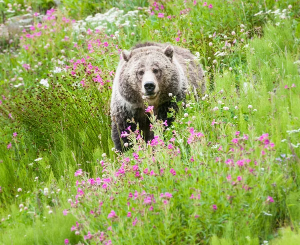 Niedźwiedź Grizzly Dziczy — Zdjęcie stockowe