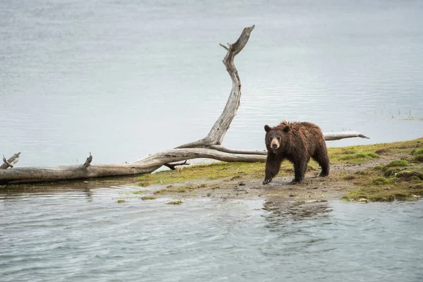 Grizzly Beer Het Wild — Stockfoto