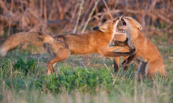 Mignon Renards Rouges Ensemble Capturés Parc — Photo