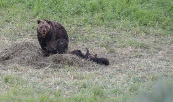 Medvěd Grizzly Divočině — Stock fotografie