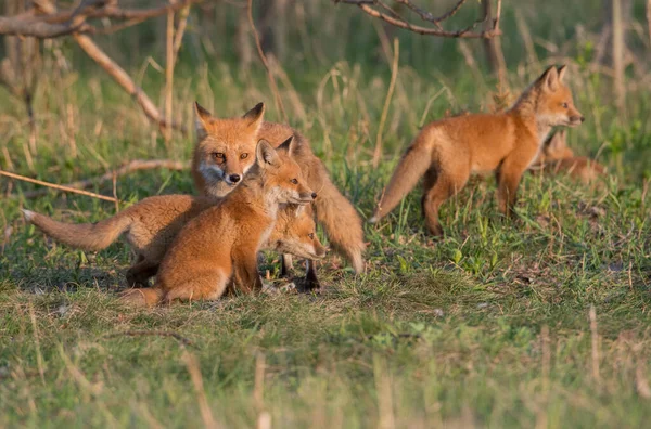 野生の自然界の草の上で一緒にかわいい赤いキツネ — ストック写真