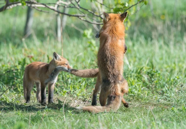 Mignon Renards Rouges Ensemble Capturés Parc — Photo