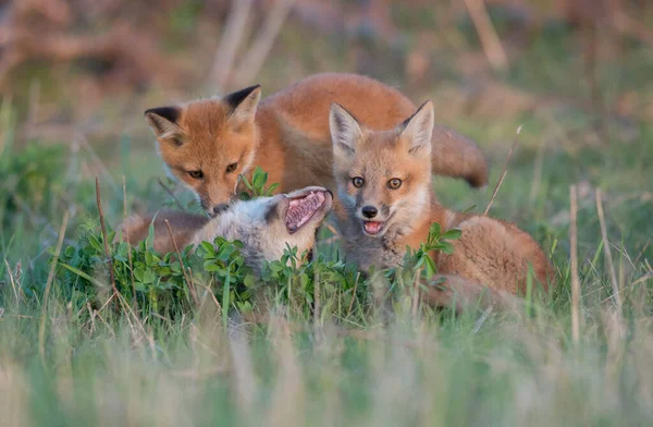 公園で一緒に捕獲されたかわいい赤いキツネ — ストック写真