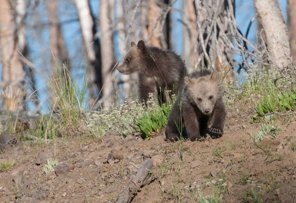 Grizzli Dans Nature — Photo