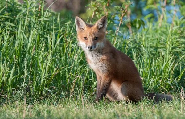 Vue Panoramique Beau Renard Roux Parc — Photo