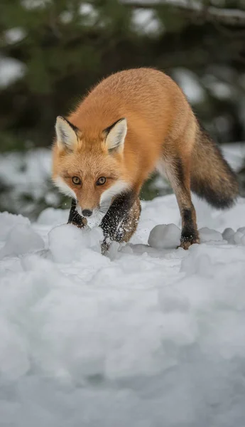 Volpe Rossa Natura — Foto Stock