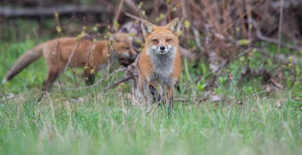 Carino Volpi Rosse Insieme Catturati Parco — Foto Stock