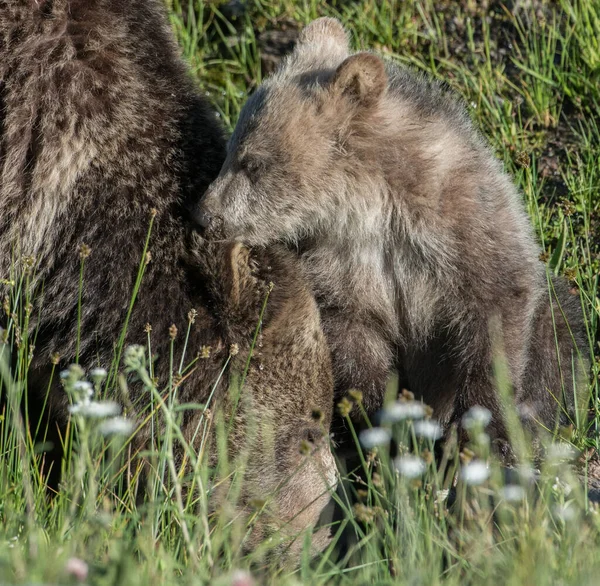 Grizzly Bears Wild — Stock Photo, Image