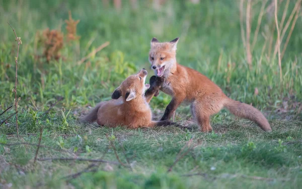 公園で一緒に捕獲されたかわいい赤いキツネ — ストック写真