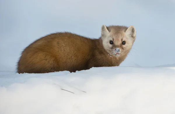 Kiefernmarder Auf Schnee Banff National Park Alberta Kanada — Stockfoto